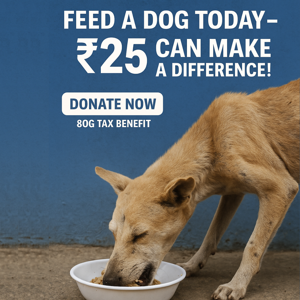 Summer Water Bowls for Dogs: Mother & puppy care in Thiruvananthapuram • chsk